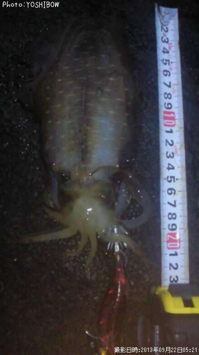 �����ꥤ��