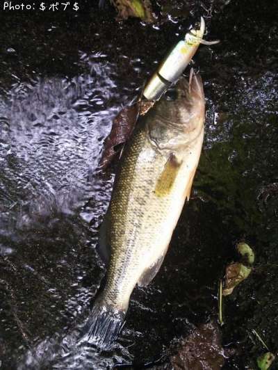 �֥�å��Х�