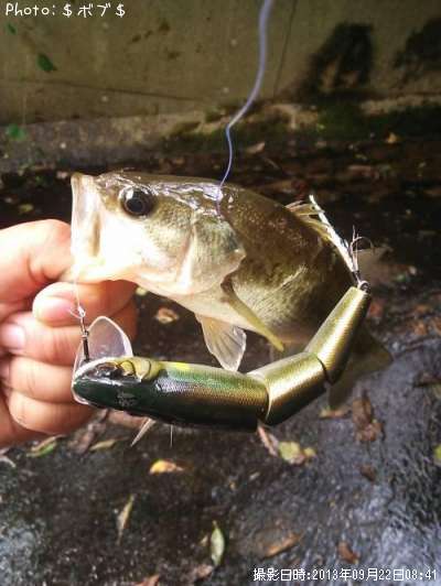 �֥�å��Х�