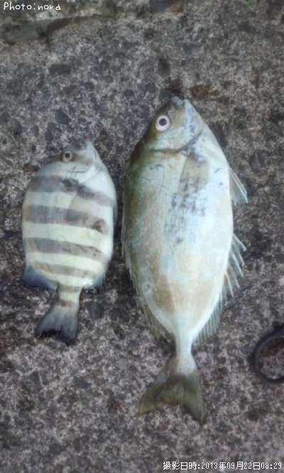 ���������λҶ�