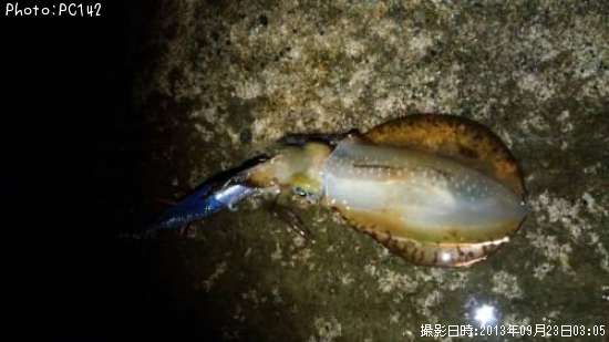 �����ꥤ��