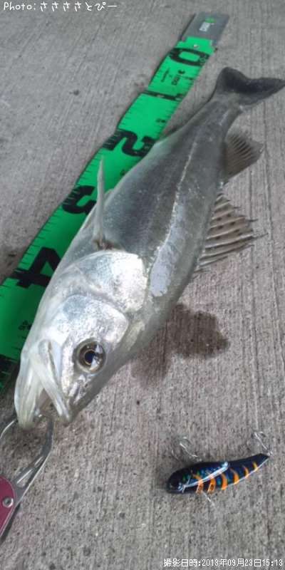 �����Х�