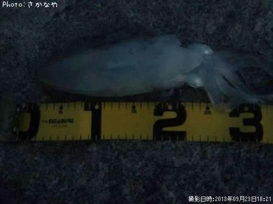 �����ꥤ��