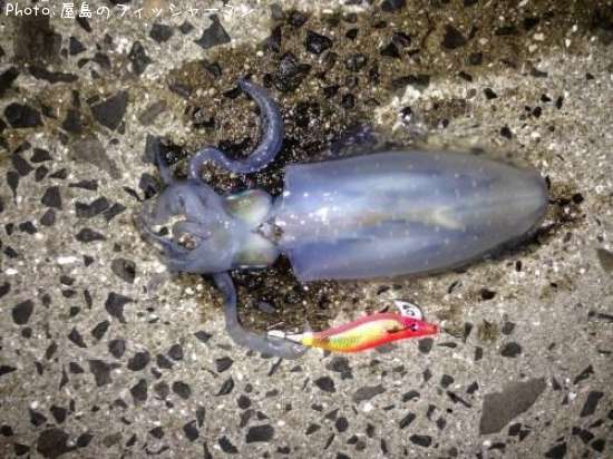 �����ꥤ��