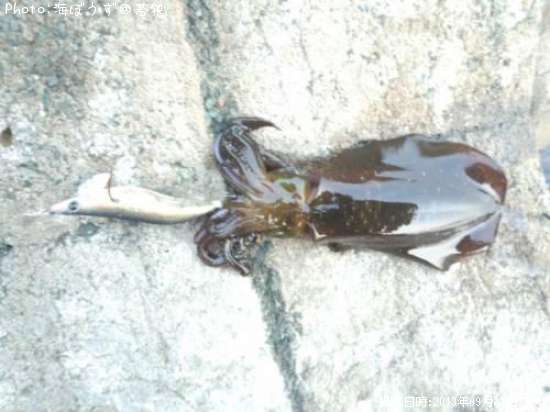 �����ꥤ��