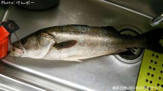 �����Х�