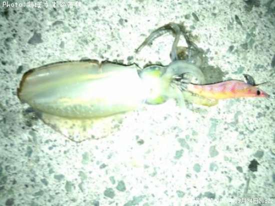 �����ꥤ��