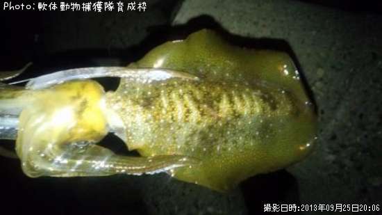 �����ꥤ��