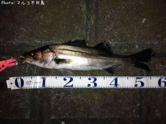 �����Х�