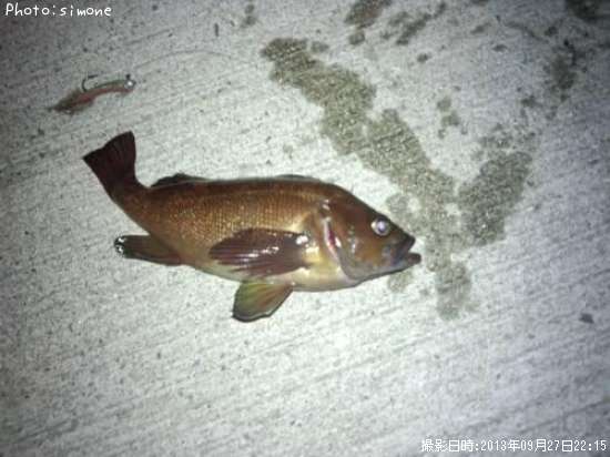 ������Х�