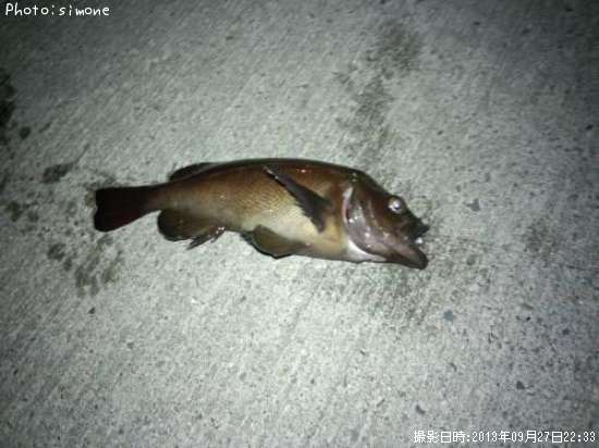 ������Х�