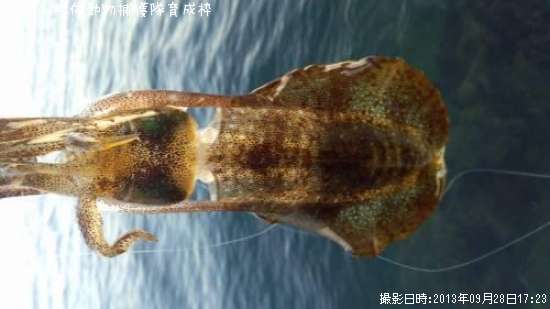 �����ꥤ��