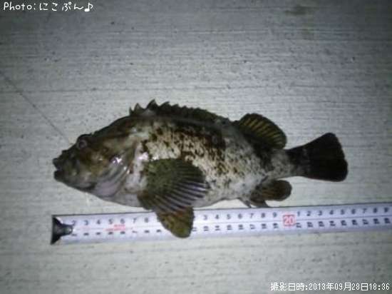 ��饽��