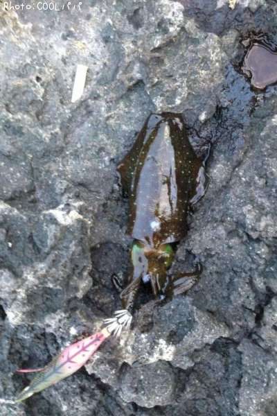 �����ꥤ��