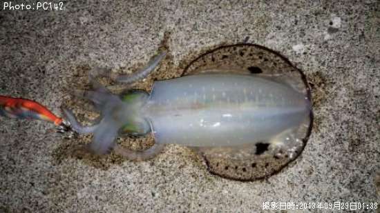 �����ꥤ��