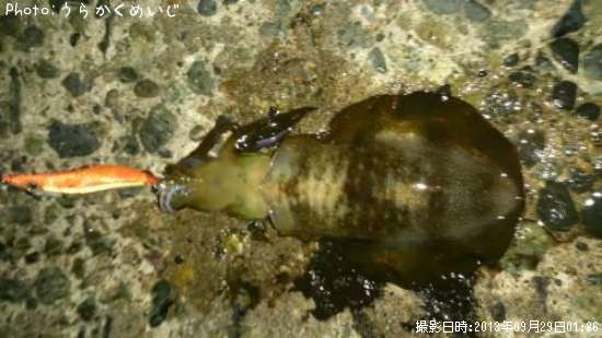 �����ꥤ��