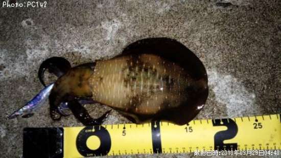 �����ꥤ��