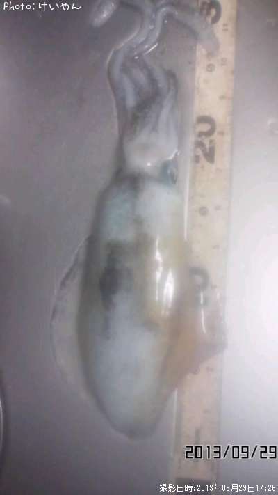 �����ꥤ��