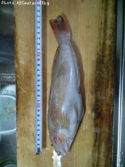 �����ʥ�