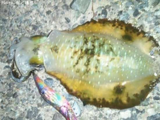 �����ꥤ��