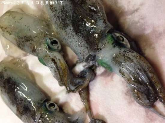 �����ꥤ��