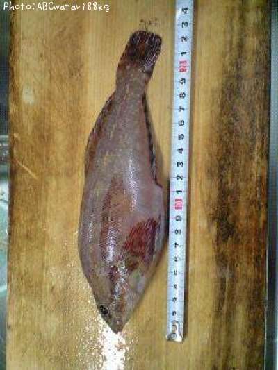 �����ʥ�