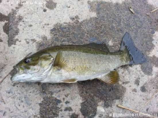 ���⡼��ޥ����Х�