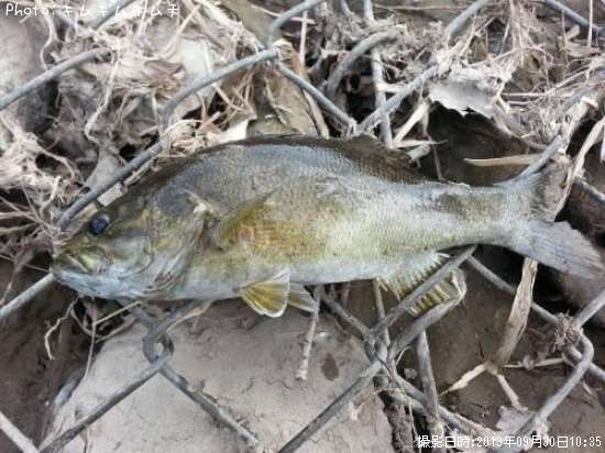 ���⡼��ޥ����Х�