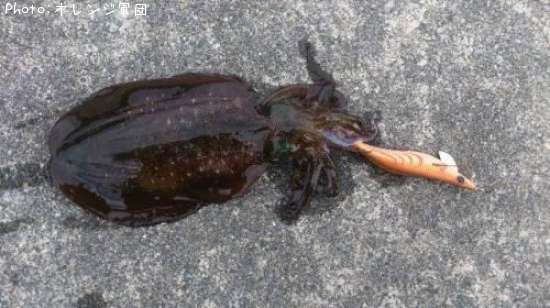 �����ꥤ��