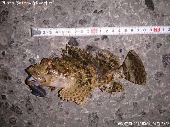 ���̥�����