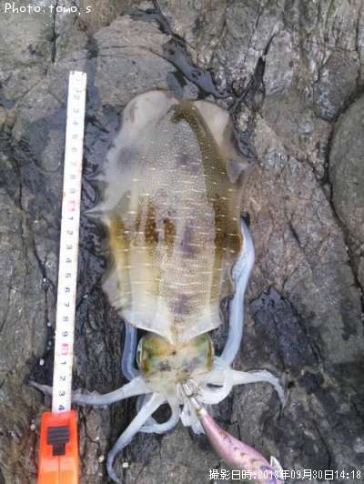 �����ꥤ��