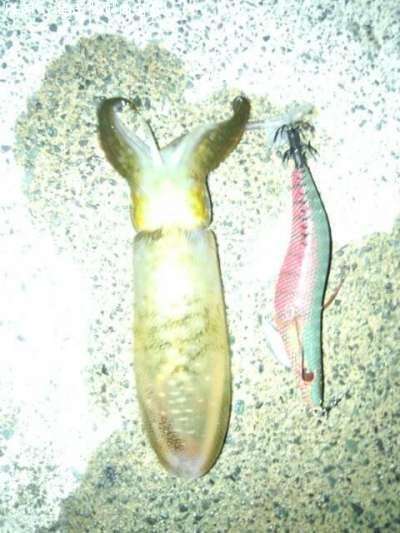 �����ꥤ��