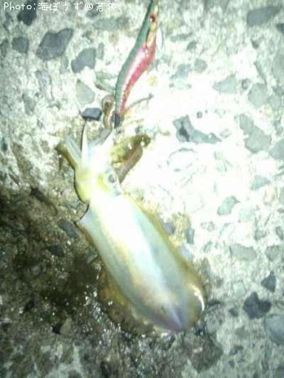 �����ꥤ��