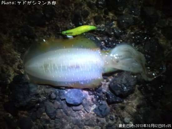 �����ꥤ��