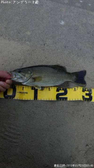 ���⡼��ޥ����Х�