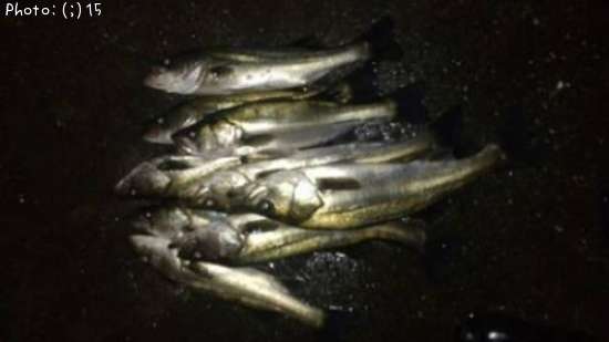 �����Ф�