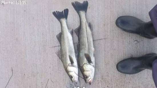 �����Ф�