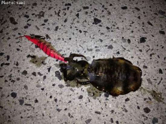 �����ꥤ��