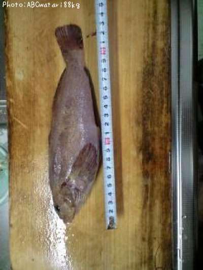 �����ʥ�