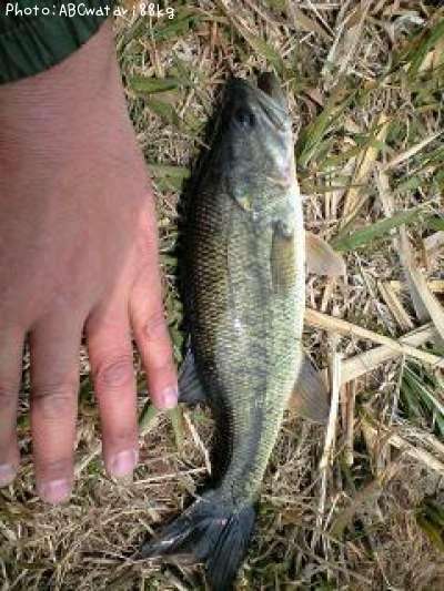 �֥�å��Х�