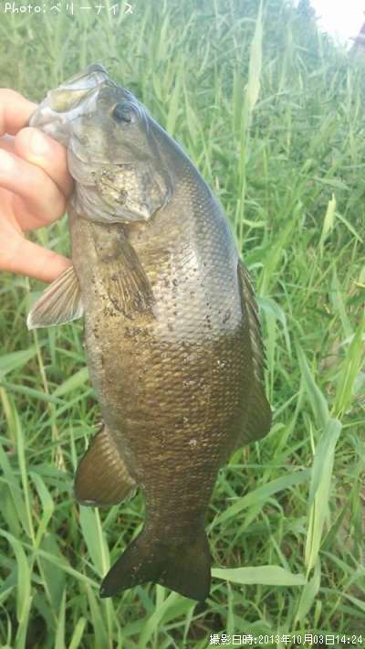 ���⡼��ޥ����Х�