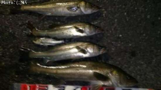 �����Ф�