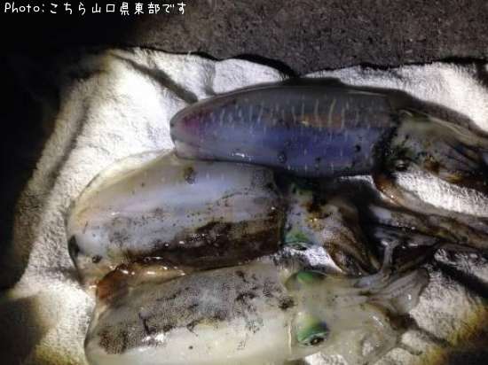 �����ꥤ��