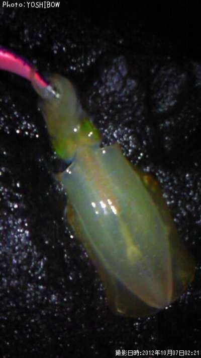 �����ꥤ��