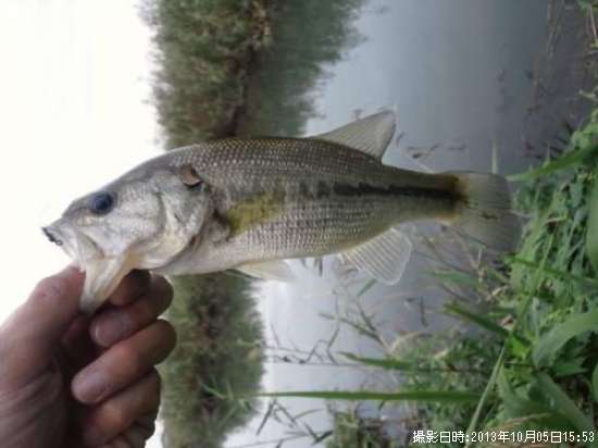 �֥�å��Х�