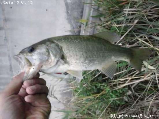 �֥�å��Х�