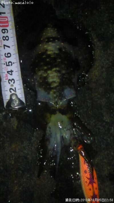 �����ꥤ��