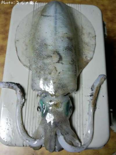 �����ꥤ��