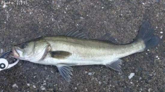 �����Ф�