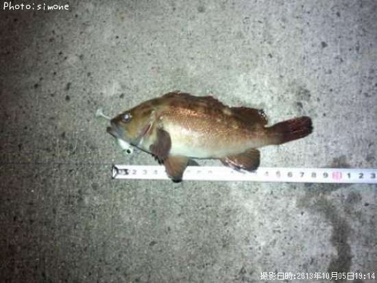 ������Х�